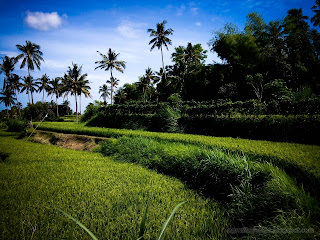 Natural Atmosphere Of The Rice Fields In The Morning At Ringdikit Village, North Bali, Indonesia