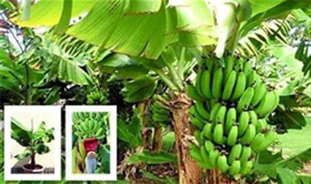 3 season bananas can be made ৩ মৌসুমেই করা যেতে পারে কলা চাষ