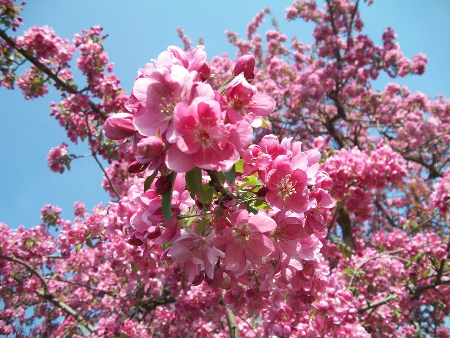 A St. Louis Realtor's Adventures, Tips, and Finds Name those blooms