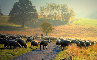 Wallpaper met kudde schapen