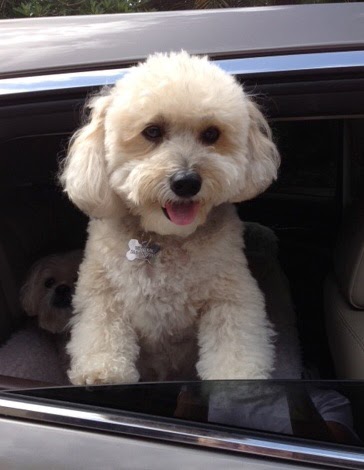 Peggy Adams Animal Rescue League