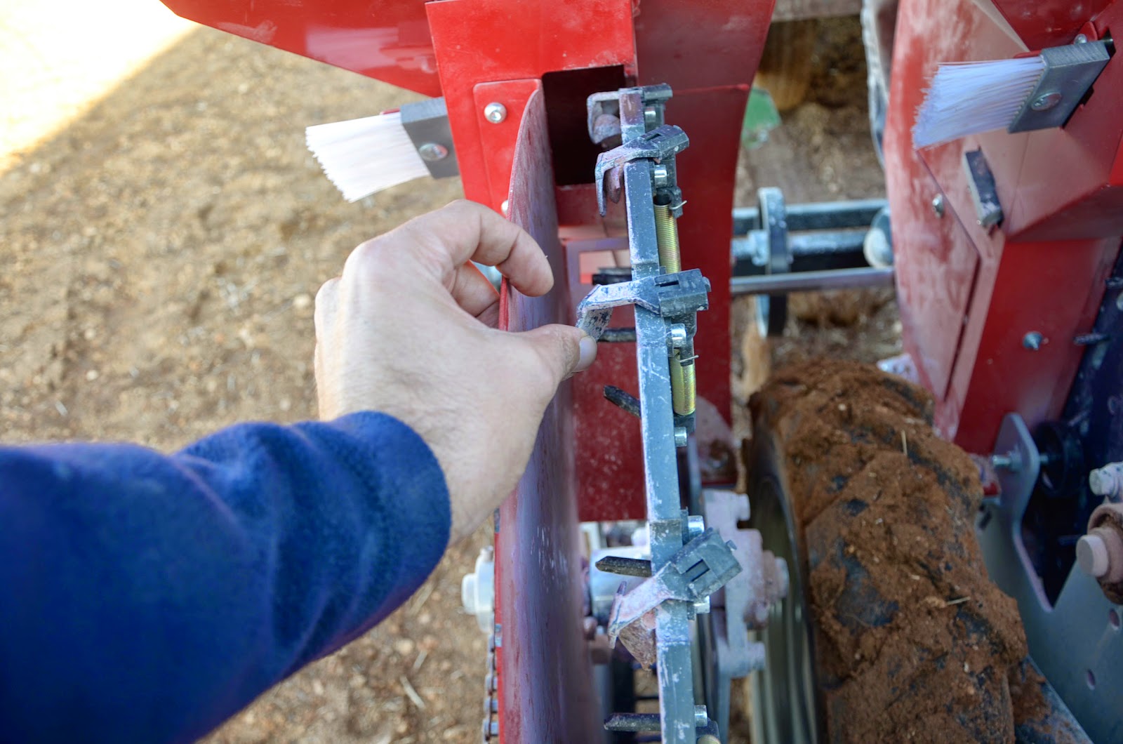 Sowing purple garlic with the new Zocapi planter