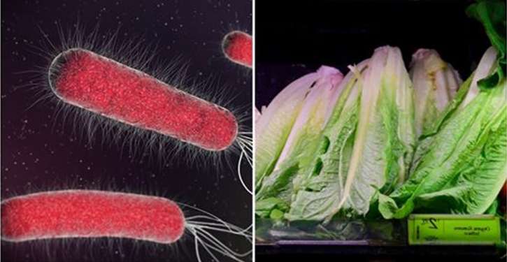 Roman Lettuce From The United States Would Be Contaminated With E. Coli Bacteria