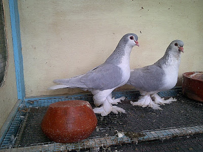 Jenis Jenis Merpati Hias Yang Sudah Ada Di Indonesia Pawiro Bird