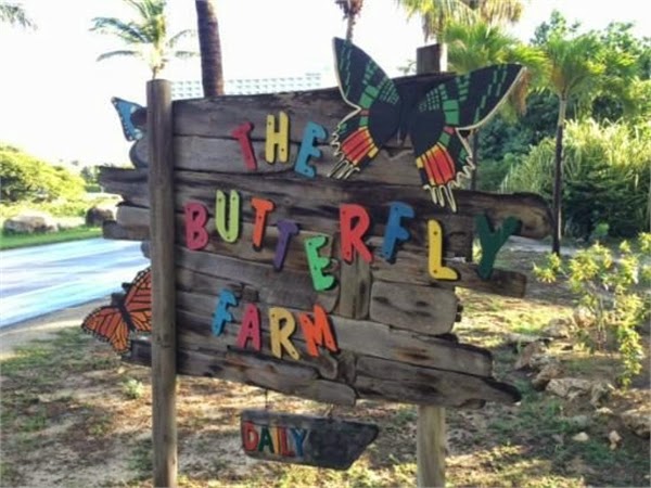 Experience A Butterfly Farm Experience A Butterfly Farm