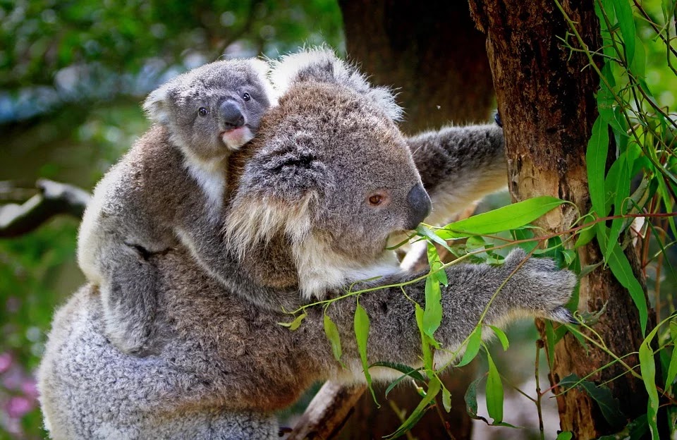 Koalas Are 'Functionally Extinct' Due To Australian Wildfires, According To Experts Koalas Are 'Functionally Extinct' Due To Australian Wildfires, According To Experts