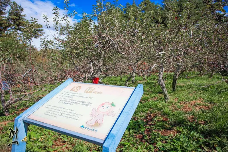 福壽山賞楓、採蘋果｜9~12月蘋果採收期、4月還有蘋果花可賞