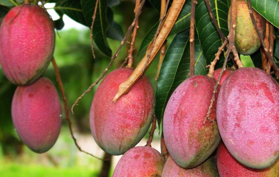 http://4.bp.blogspot.com/-nDqEM4oyLMc/T3JN2QfG4QI/AAAAAAAAASg/PCIpZ-JwtgE/s1600/mango-tree-2v2-550x350.jpg