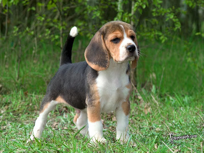 Beagle Dog Breeds Pictures