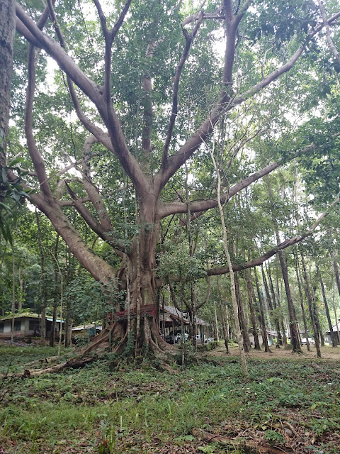 Big tree Khao Chamao