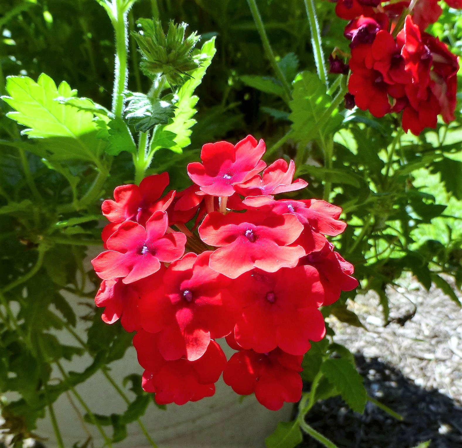 Molly the AireGirl Flower Friday