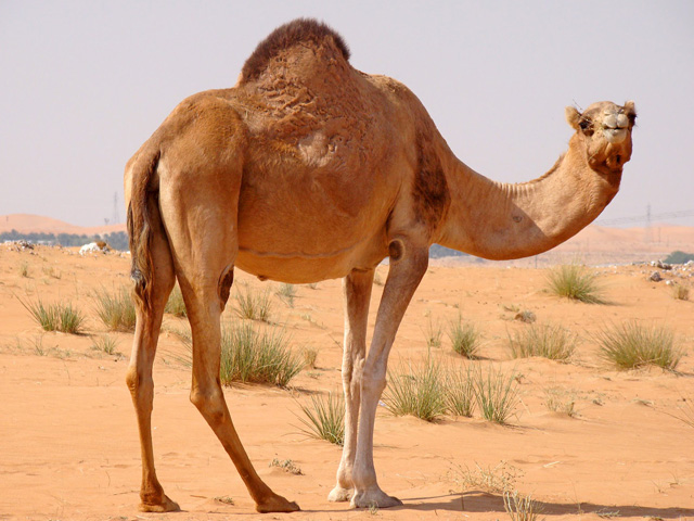 camel pictures camel pictures