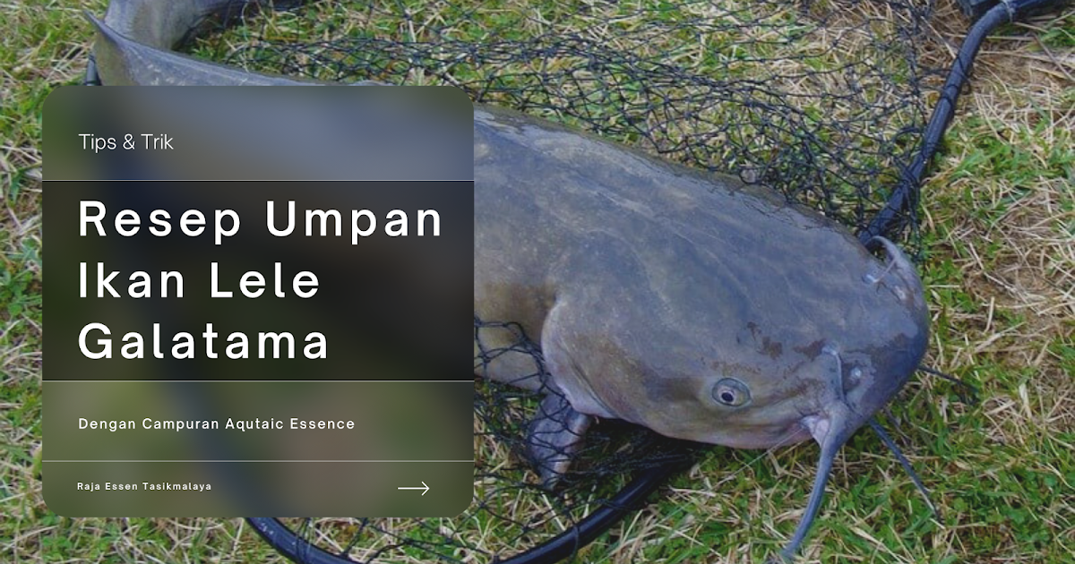 Resep Umpan Ikan Lele Lomba Galatama Langsung STRIKE!! Resep Umpan Ikan Lele Lomba Galatama Langsung STRIKE!!