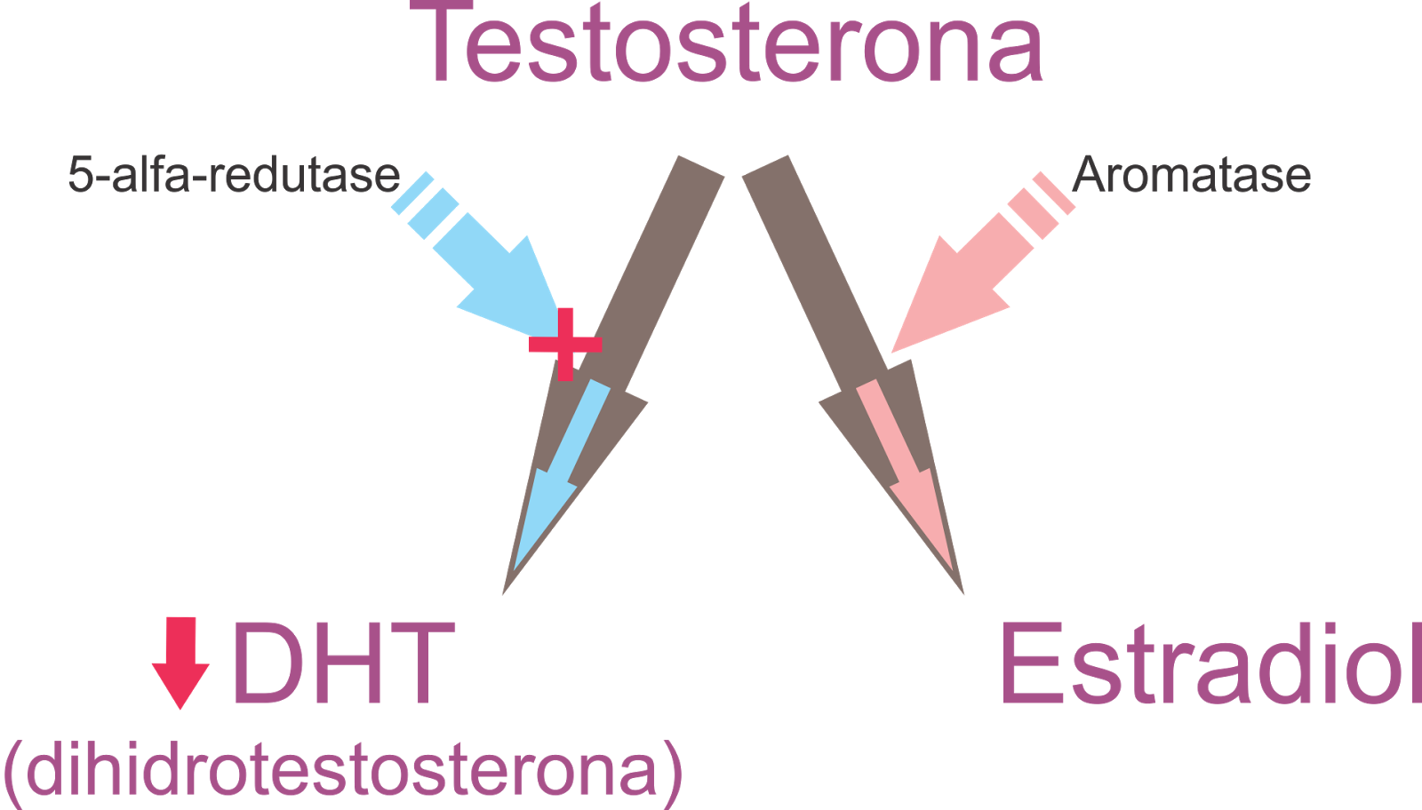 Armonía, Salud y Vida ¿Qué es la testosterona y cuál es su función? Armonía, Salud y Vida ¿Qué es la testosterona y cuál es su función?