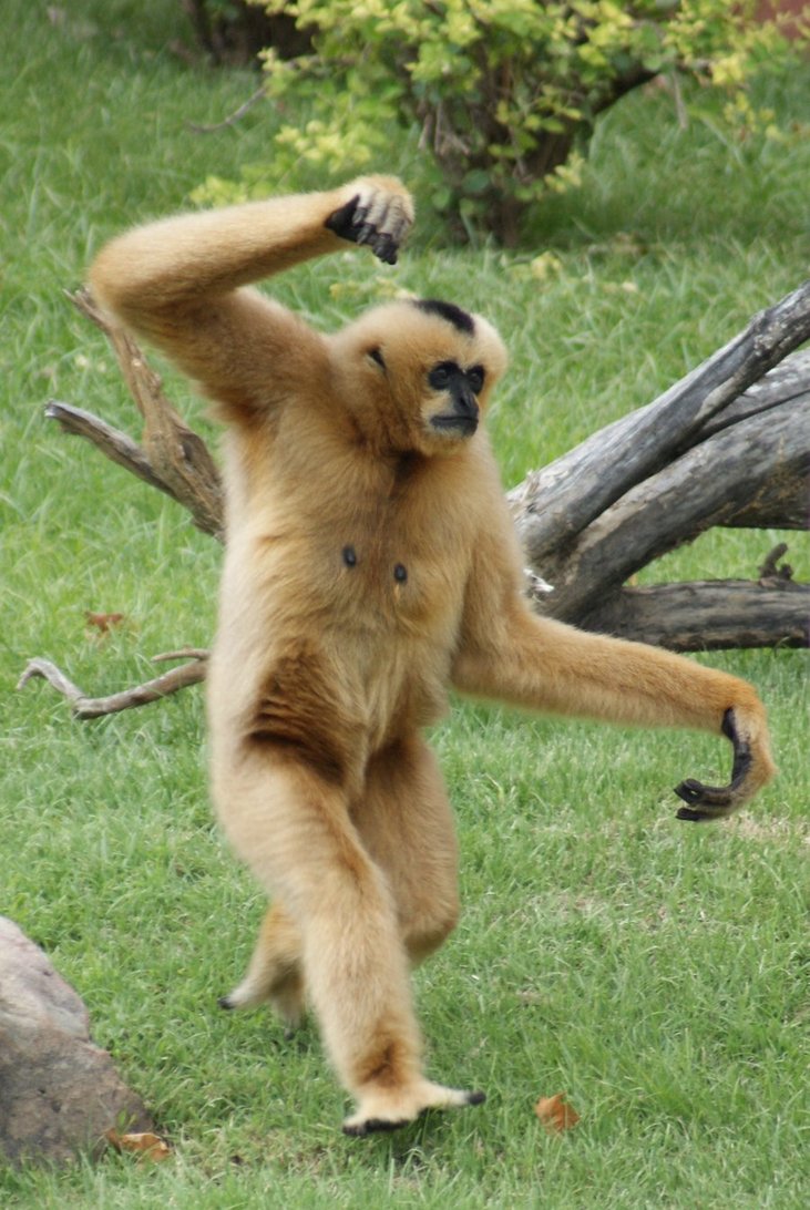 Gibbon Animals Library