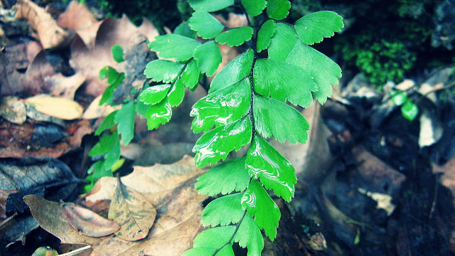 Tanaman Hias Daun Suplir Manfaat Tanaman Hias Daun Suplir, Obat Anyang-Anyangan