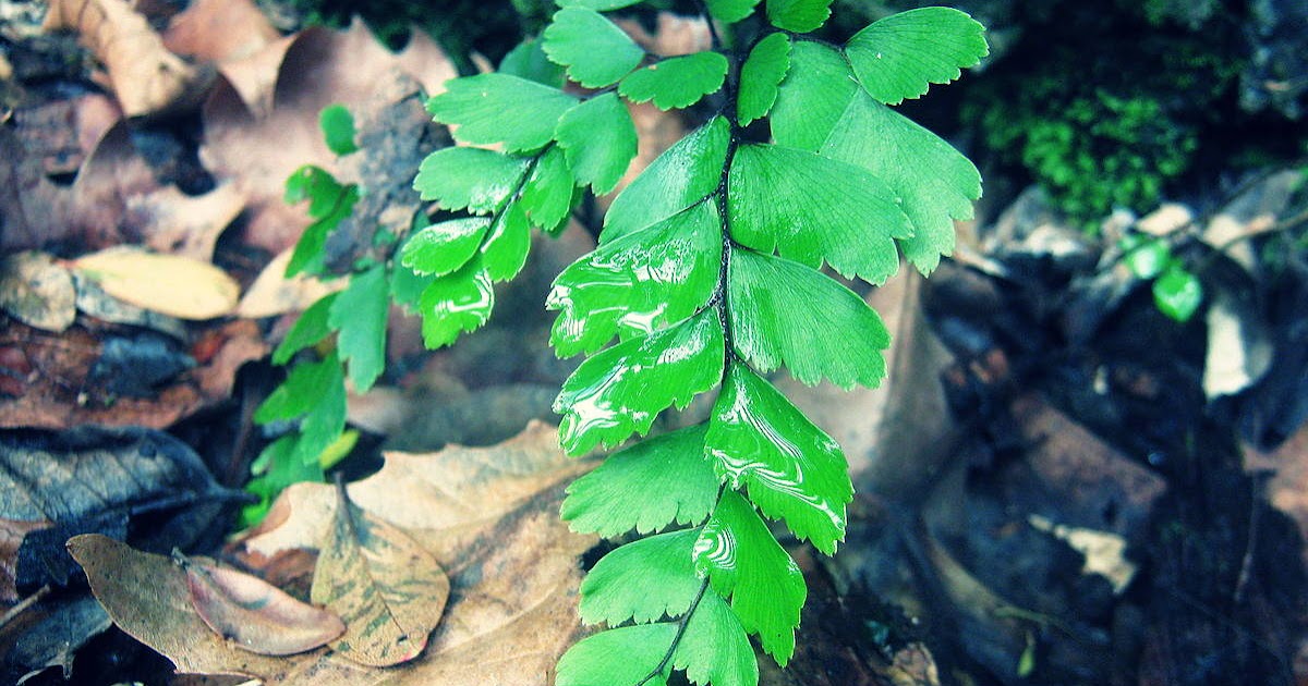 Manfaat Tanaman Hias Daun Suplir Untuk Obat Anyang-Anyangan