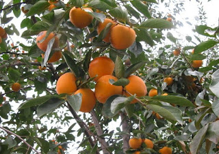 Japanese Persimmon Japanese Persimmon