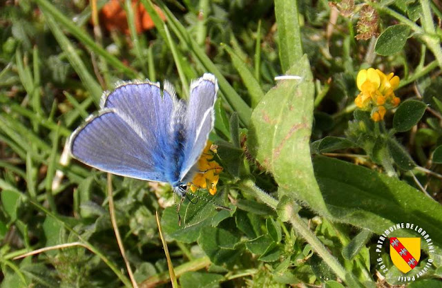 Argus bleu nacré (Lysandra coridon)