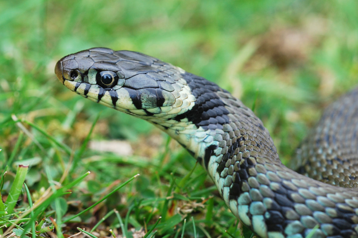 Yorkshire Field Herping and Wildlife Photography: Back Up North to find