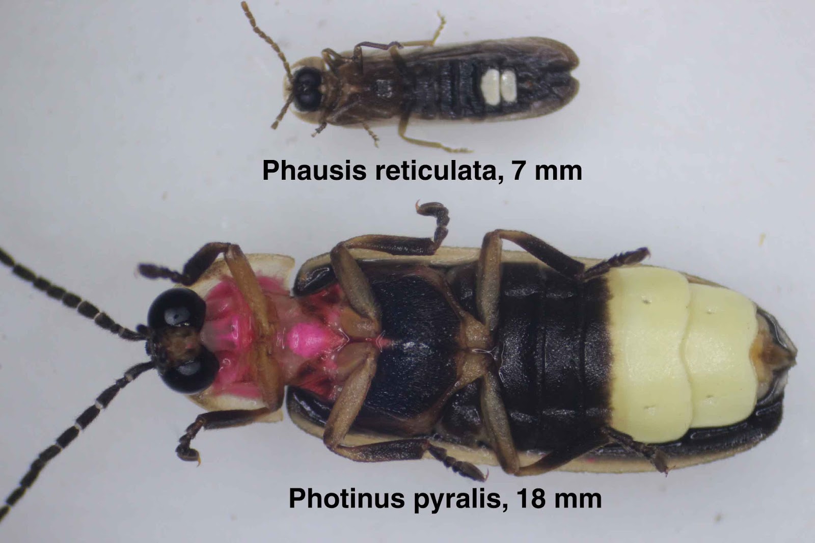 The Brown Mountain Lights: Comparing Blue Ghost Fireflies with common ...