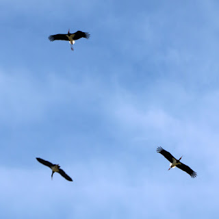 They circled for quite a while They circled for quite a while