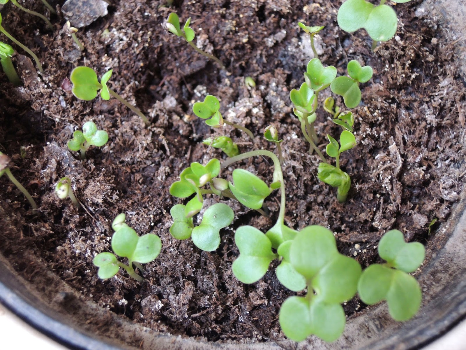 osem rúk doma: Rastú / Growing