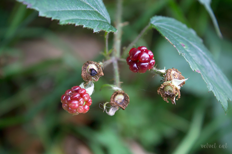paseando bosque fotografía