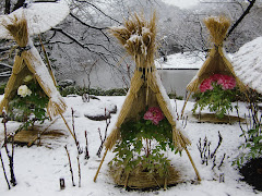 神苑ぼたん庭園