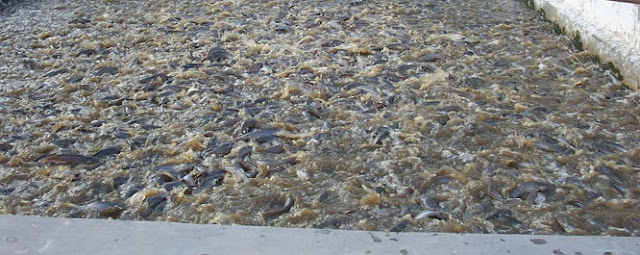 cara budidaya ikan lele di kolam tembok,kolam beton,,kolam tanah,kolam terpal,lele di kolam tembok,gurame di kolam tembok,nila di kolam tembok, cara budidaya ikan lele di kolam tembok,kolam beton,,kolam tanah,kolam terpal,lele di kolam tembok,gurame di kolam tembok,nila di kolam tembok,