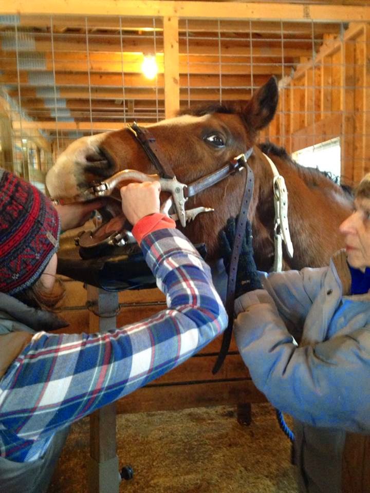 Toria Waldron DVM, Badger Veterinary Hospital Equine Dentistry Not