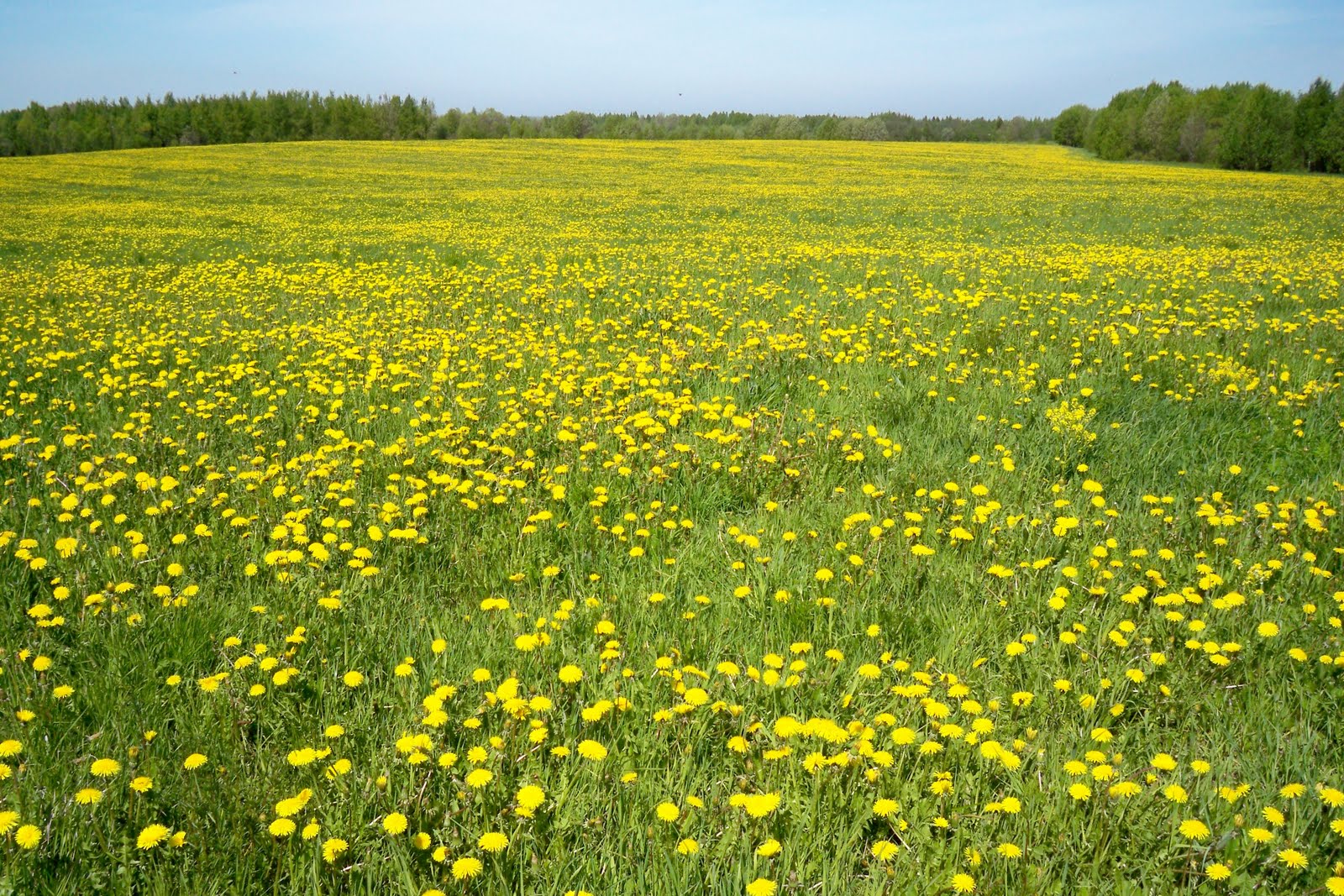 белое поле. егор летов в поле. поле одуванчиков зыбино белогорский. поле одуванчиков полукруг. золотой луг пришвин.