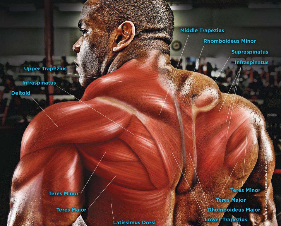 Bodybuilding Pic,s & Tips ( POWER HOUSE ): Body Builders Back View