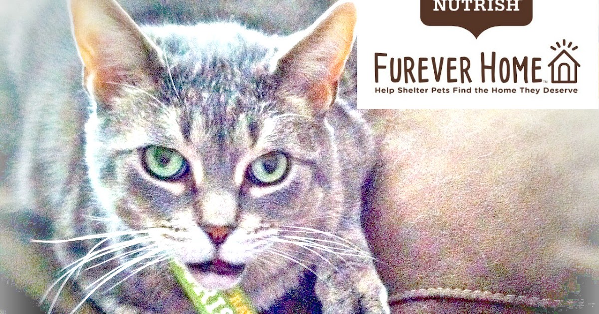 What Age Can You Give Cats Catnip What Age Can You Give Cats Catnip