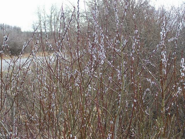 Pussy Willow Salix 19