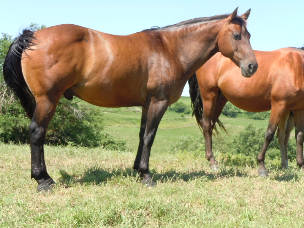 Quarter Horses For Sale Horse Classifieds Quarter, Roping, Ranch