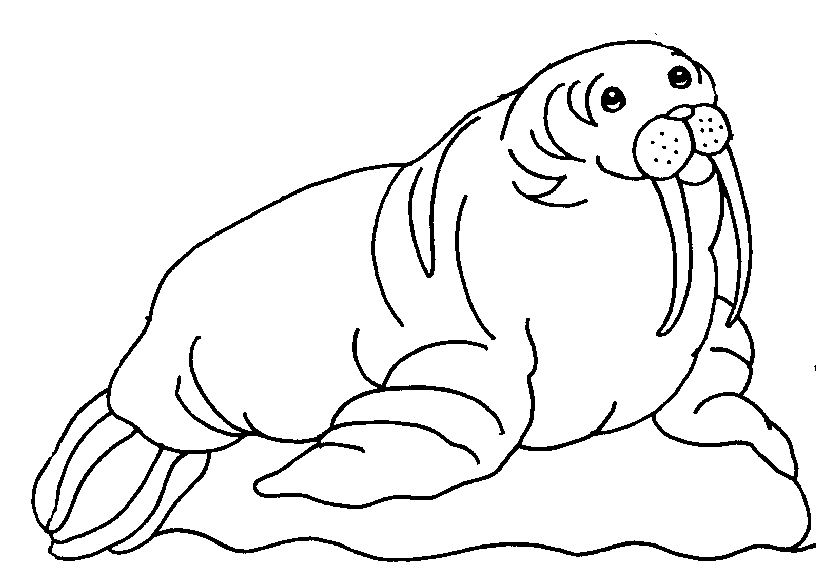 12 Free Animal Walrus Coloring Sheet For Kids