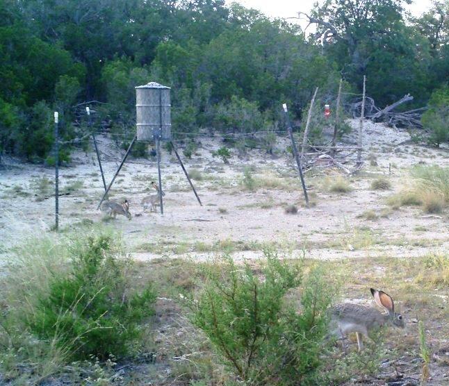 Wild Ed's Texas Outdoors Texas Deer Feeders Help All Kinds of Wildlife