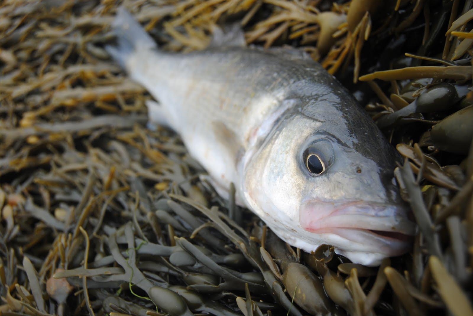 Graham Hill Modern Bass fishing 2021 Essex Megabass