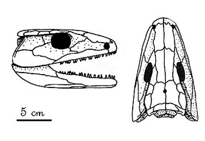 Eoherpeton