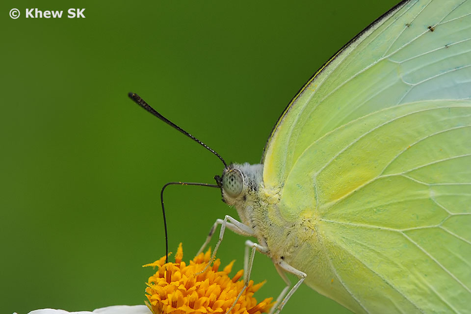 Butterflies of Singapore The Butterfly Antennae
