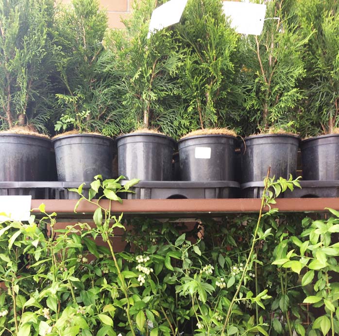 Successfully Grow Shrubs And Bushes In Containers Even If You