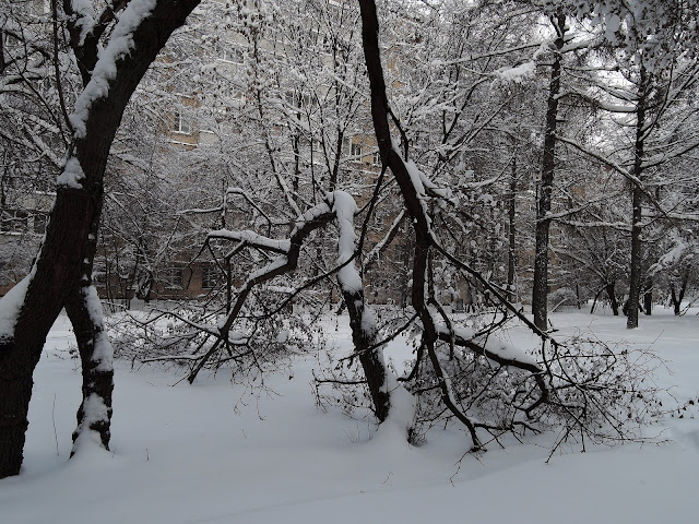 гольяново снежное