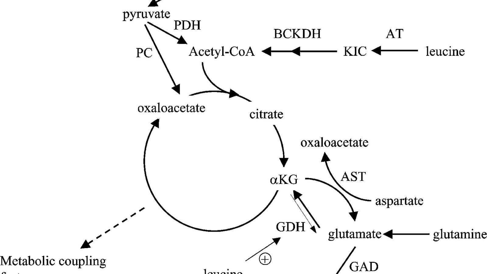 Amino Acids In Insulin Insulin Choices