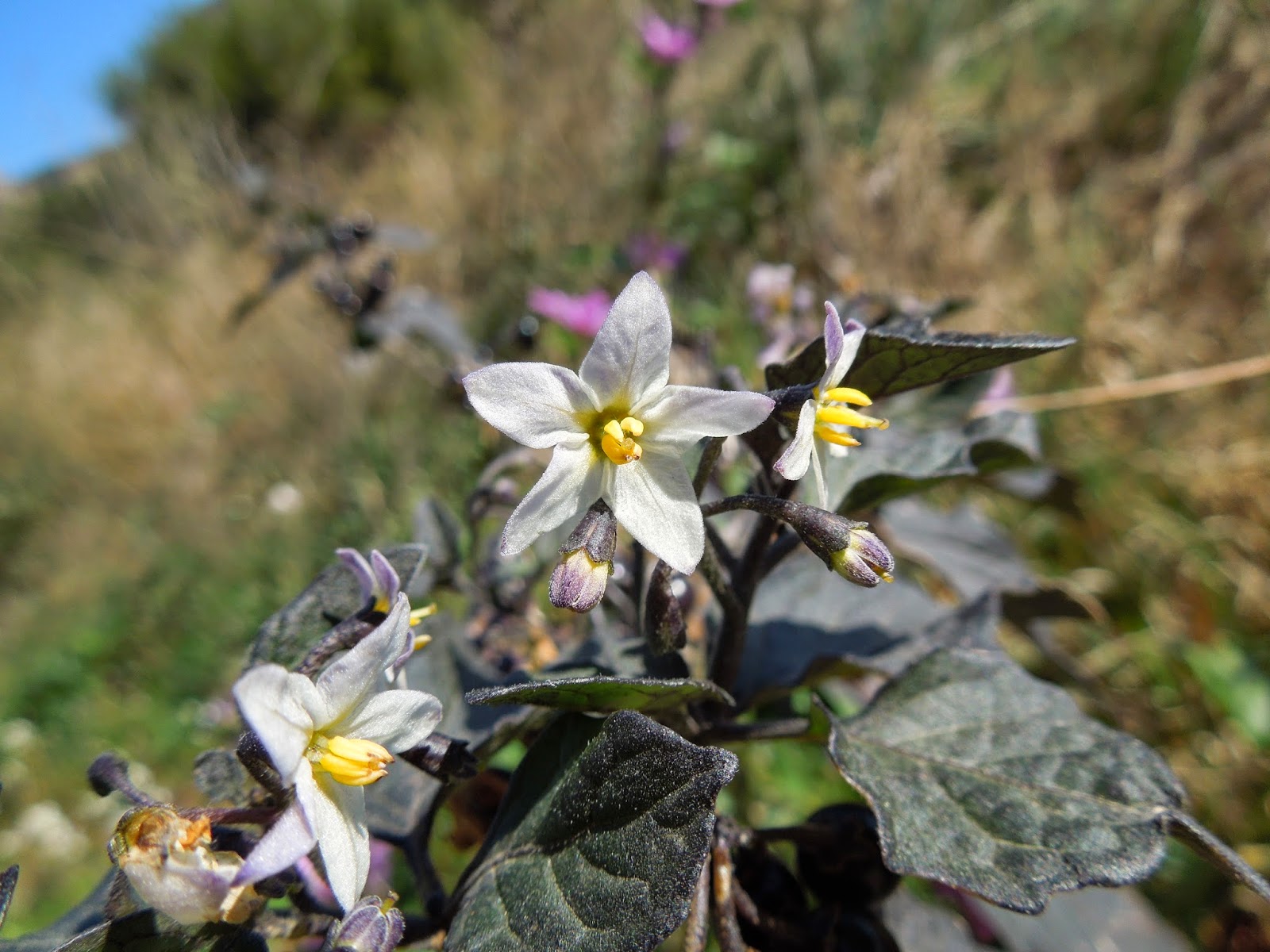 TOMATILLOS DEL DIABLO BOTÀNIC SERRAT