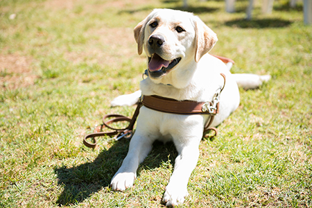 Guide Dogs Labrador Puppy sitting on the grass