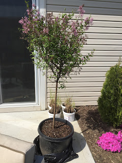 bloomerang lilac tree form