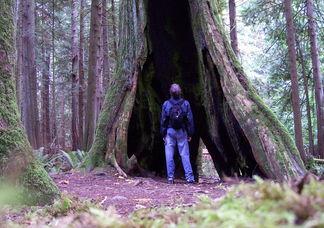Vancouver Island Big Trees Hollowed Cedars Often Still Living