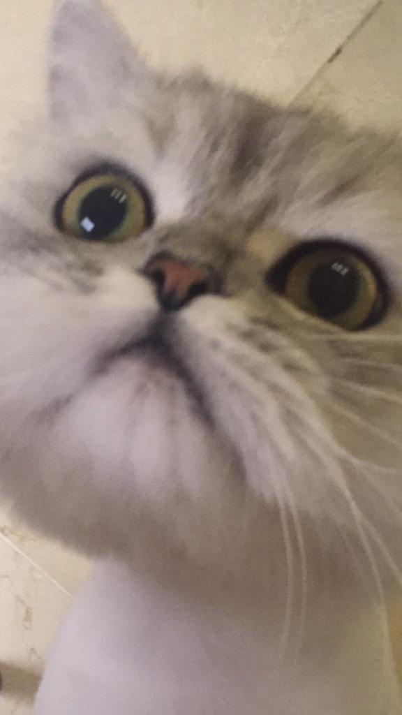 강지영네 고양이 인스타계정 팔로한 구하라 | 인스티즈