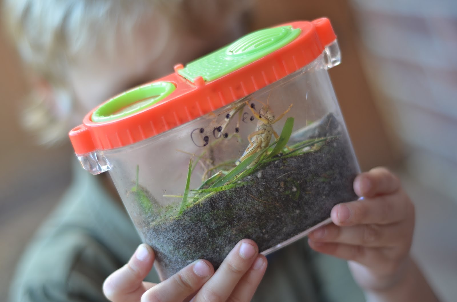 The Cole's Bug Catchers